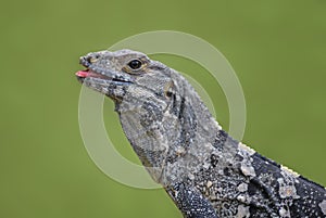 Black Spiny-tailed Iguana - Ctenosaura similis