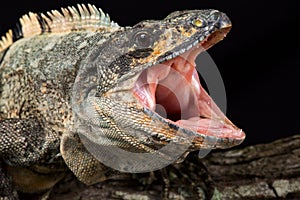 Black spiny-tailed iguana Ctenosaura similis
