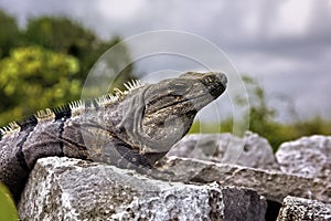 Black Spiny Tailed Iguana  Ctenosaura similis