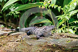 Black Spiny Tailed Iguana (Ctenosaura similis) in a forest clearing,  taken in Costa Rica