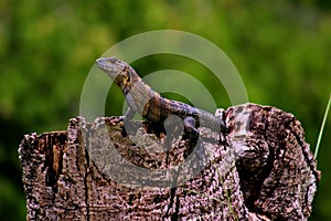 A Black Spiny-tailed Iguana perches on a tree stump.