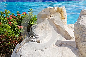 Black spiny tailed iguana by the pool