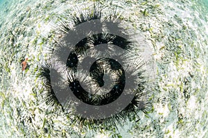 Black Spiny Urchins on Seafloor in Indonesia