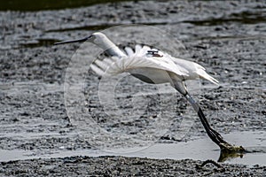 Black spoonbill with transmitter! photo
