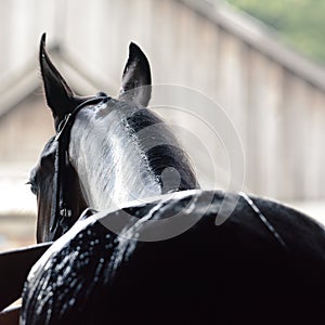 Black sport horse being washed with hose in summer in stable.