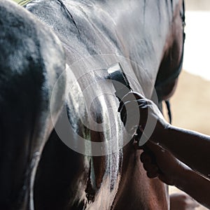 Black sport horse being washed with hose in summer in stable.