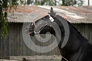 Black sport horse portrait with bridle