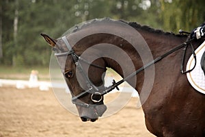 Black sport horse portrait with bridle