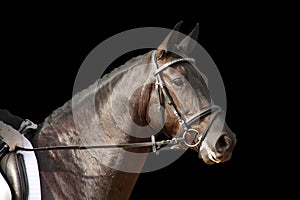 Black sport horse portrait with bridle isolated on black