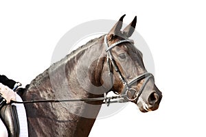 Black sport horse portrait with bridle isolated on white
