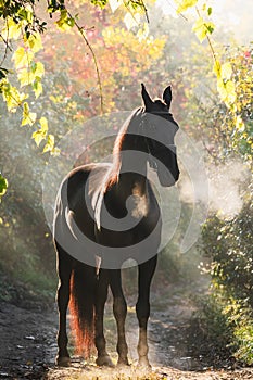 Black sport horse stands in a beautiful autumn forest.
