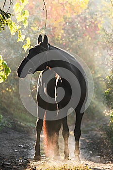 Black sport horse stands in a beautiful autumn forest.