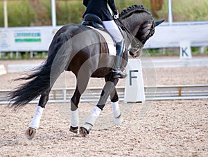 A  black sports horse with a bridle and a rider riding with his foot in a boot with a spur in a stirrup