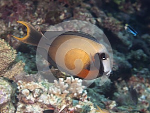 Black-spot surgeonfish