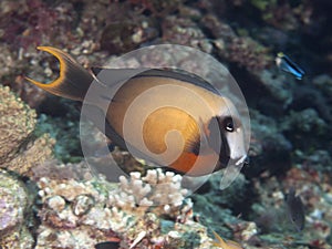 Black-spot surgeonfish photo