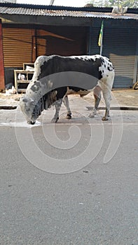 Black spot on whiite Cow eating flour photo