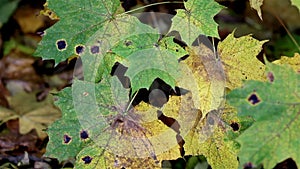 Black spots found on the maple leaves