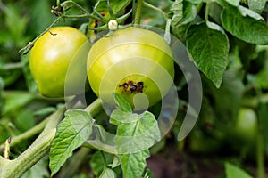 Black spots on green tomatoes in the garden. The beginning of the disease late blight. Close-up, tomato disease