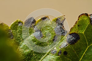 Black spots on plant leaves