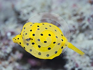 Black-spotted boxfish
