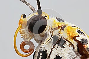 Black spotted a butterfly macro photo