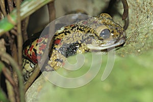 Black-spotted casque-headed tree frog