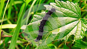 Black spotted caterpillar on nettle