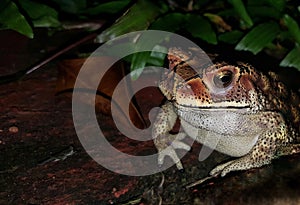 Black spotted common toad