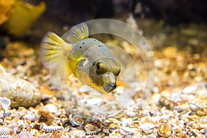 Black Spotted or Dog Faced Puffer fish Arothron nigropunctatus