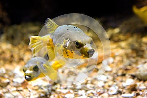 Black Spotted or Dog Faced Puffer fish Arothron nigropunctatus