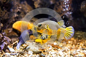 Black Spotted or Dog Faced Puffer fish Arothron nigropunctatus