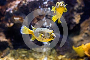 Black Spotted or Dog Faced Puffer fish Arothron nigropunctatus