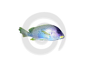 Black-spotted grunt fish on a white photo