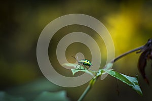 Black spotted Jewel Beetle on leaf