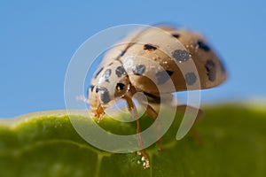 Black Spotted Lady Beetle Bulaea lichatschovi macro photography on green leaf and blue background