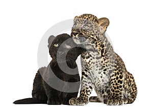 Black and Spotted Leopard cubs sitting next to each other