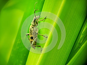 Black-spotted longhorn beetle aka Rhagium mordax on leaf.