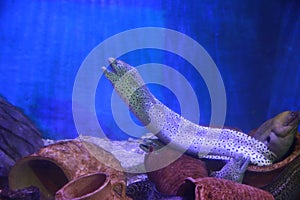 Black spotted naked breasted eel