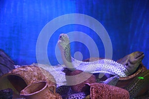 Black spotted naked breasted eel