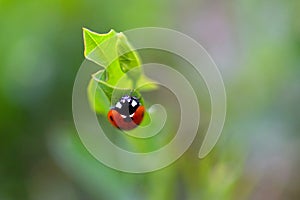 Lady Bird Beetle on Green Leaf 06