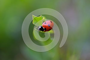 Lady Bird Beetle on Green Leaf 12