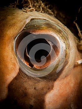 Black Spotted Porcupinefish - Diodon hystrix