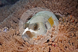 Black Spotted pufferfish, Arothron nigropunctatus