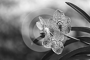 Black Spotted Vanda Orchid Flowers