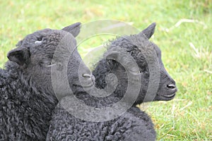 Black spring lambs in an English meadow