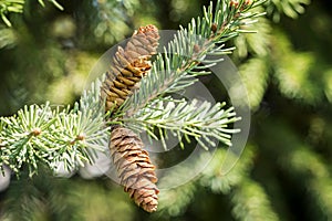 Black Spruce Cone