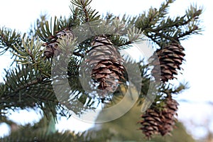 Black spruce - cones