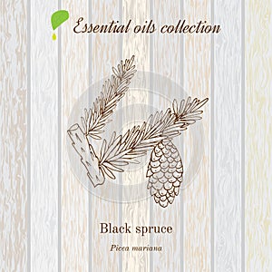 Black spruce, essential oil label, aromatic plant