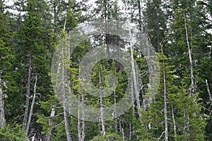 Black spruce found in Girdwood Alaska photo