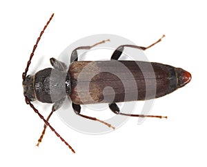 Black spruce long-horn beetle